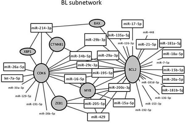 Subnetwork of proteins and miRNAs around the two hub proteins with higher degree identified by network analysis of targets of miRNA differentially expressed between BL and LN.