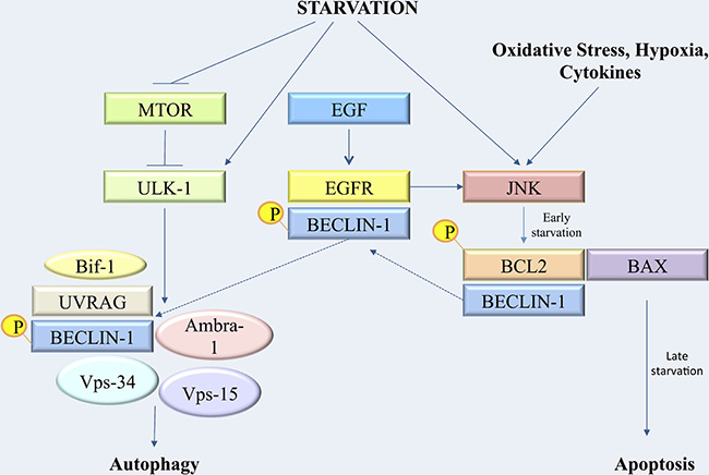 Synoptic figure recapitulating the cascade of metabolic events leading to autophagy regulation and transition to apoptosis after starvation.