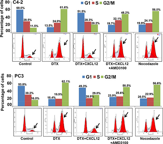 Activation of CXCL12/CXCR4 signaling relieves docetaxel-induced G2/M cell cycle arrest.