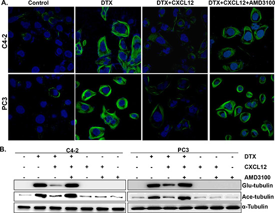 Effect of CXCL12/CXCR4 signaling on the docetaxel-induced microtubules stabilization.