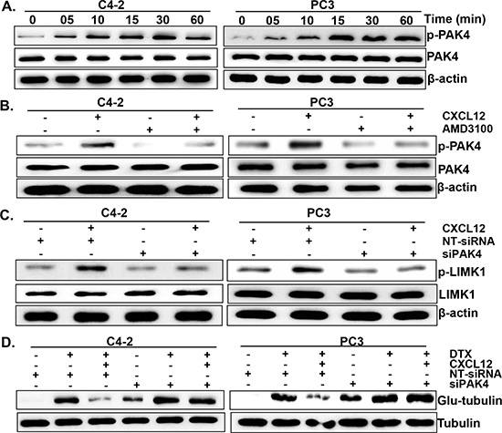 PAK4 is involved in CXCL12/CXCR4-induced LIMK1 phosphorylation.