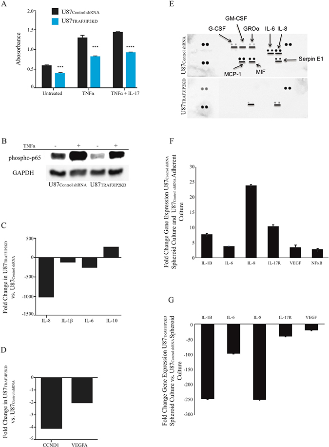 Silencing TRAF3IP2 inhibits NF-&#x03BA;B activation and inflammatory cytokine expression in malignant glioblastoma cells.