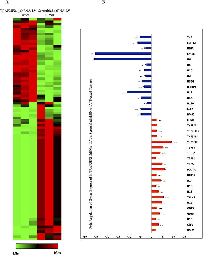 Transcriptome analysis of TRAF3IP2 shRNA-LV-treated xenograft tumors.