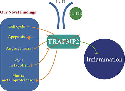 TRAF3IP2 is a potential therapeutic target in glioblastoma growth and dissemination.