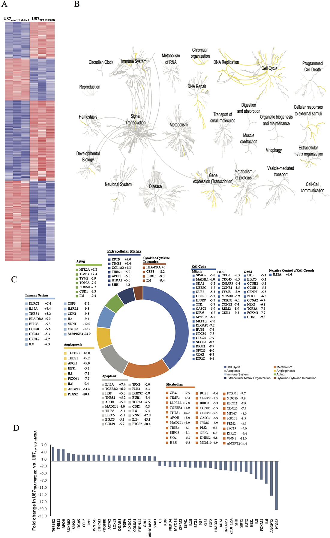 Differential gene expression in U87TRAF3IP2 KD and U87control shRNA cells.