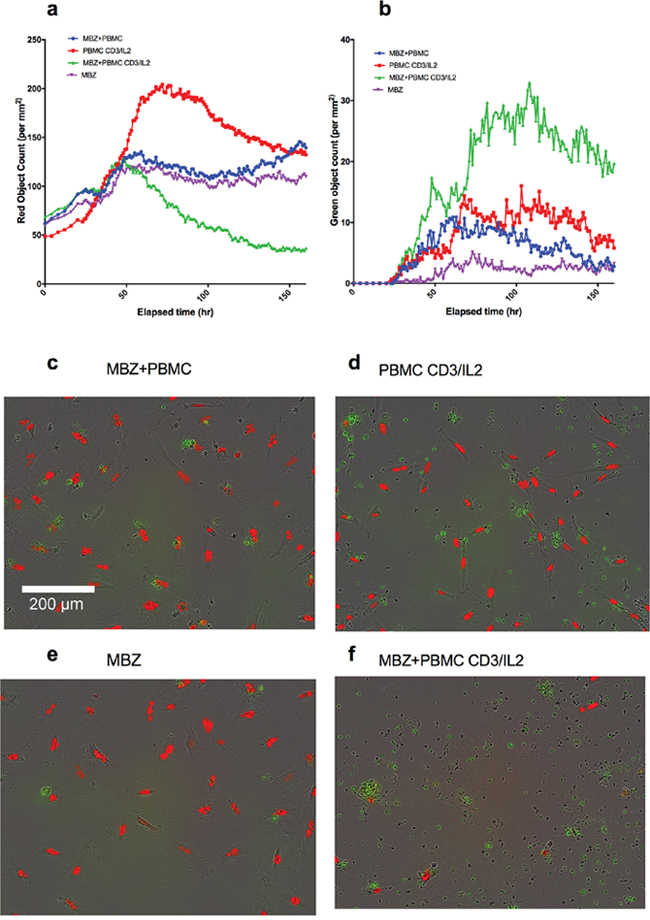 Co-culture of PBMCs and red fluorescence-labeled A549 lung cancer cells in medium containing caspase 3/7 probe (Cas3/7).