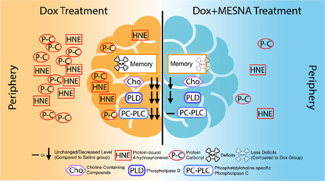 A pictorial summary of results of Dox-induced elevated oxidative stress and neurochemical alterations in the periphery and brain as well as cognitive decline (left) and MESNA-mediated protection against these Dox-facilitated effects in both plasma and brain.