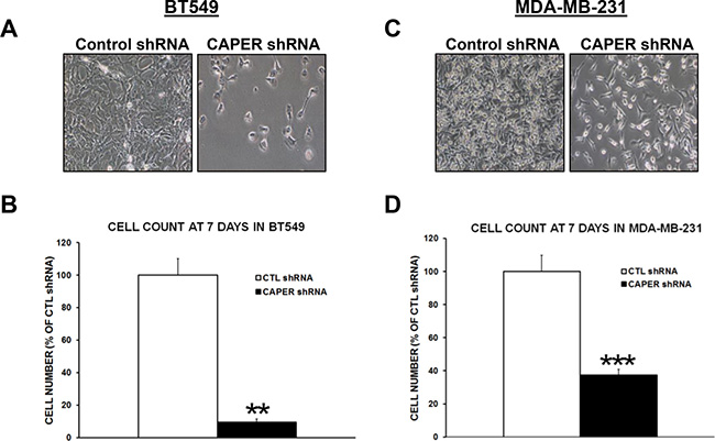 Knockdown of CAPER expression reduces number of adherent TNBC cells in vitro.