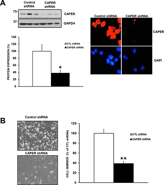 Knockdown of CAPER expression with a different shRNA sequence also diminishes cell number.