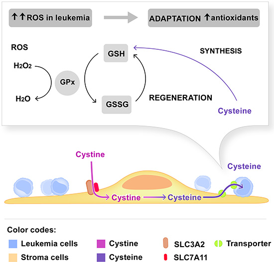 Model depicting the dependence of leukemia cells on cystine metabolism of stromal cells.