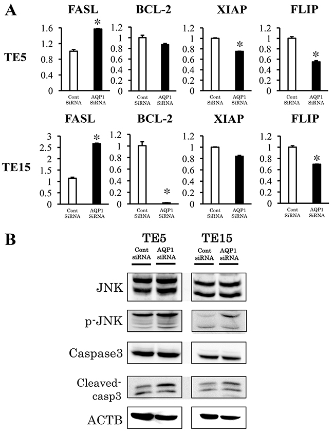 Signaling pathways regulated by AQP1 in ESCC cells.