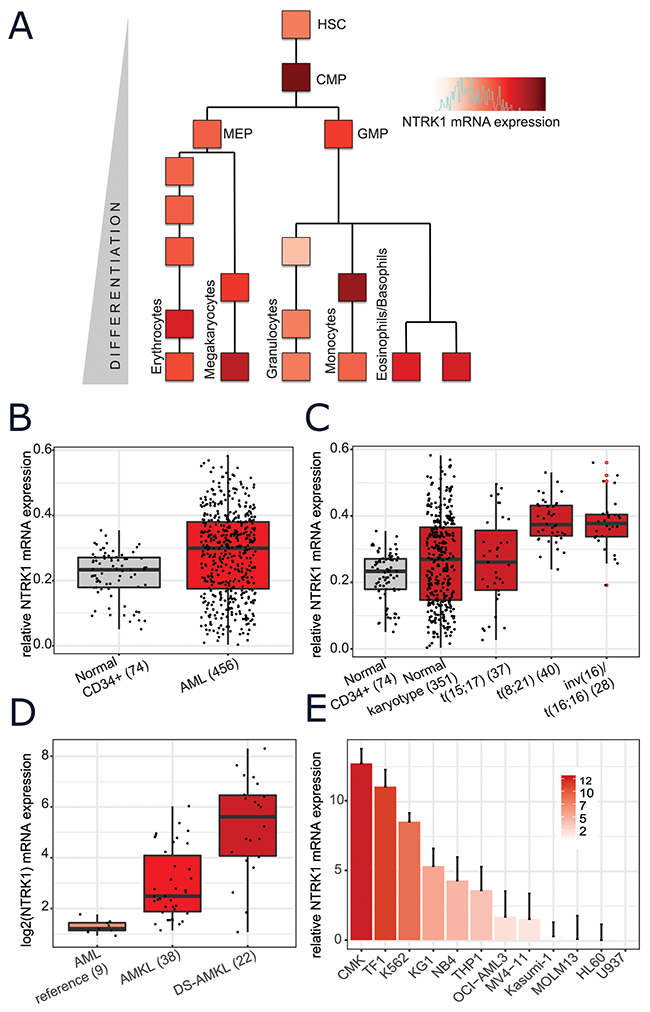 Normal and leukemic human myeloid cells express NTRK1 mRNA.