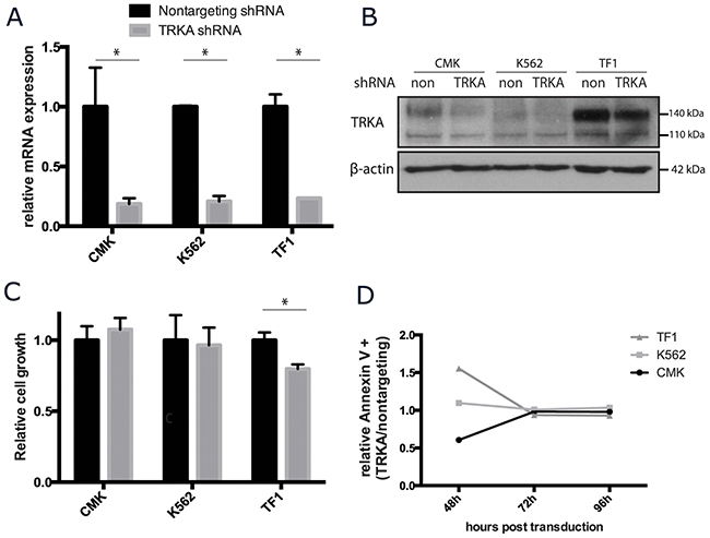TRKA is not essential for the growth or survival of AML cell lines in vitro.