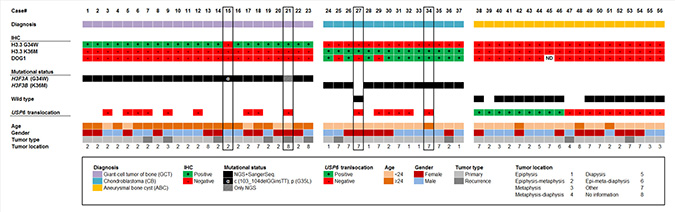 Clustered overview of clinical and pathological patient data, the results of the immunostainings (H3.3 G34W, H3.3 K36M, DOG1), the mutational H3F3A/B status as detected by DNA sequencing and the result of the USP6 break-apart FISH.