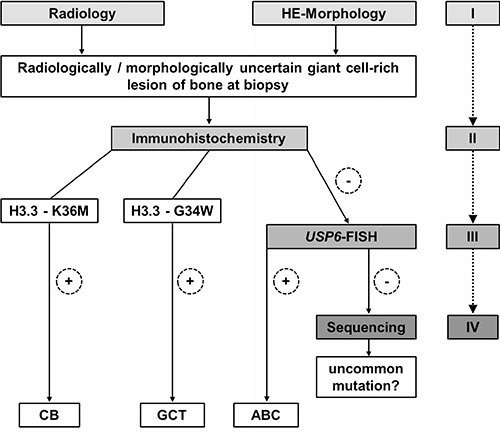 Proposed diagnostic algorithm for radiologically and morphologically ambiguous giant cell-rich lesions of bone at biopsy: Immunohistochemistry with mutation-specific H3.3 antibodies is recommended as a starting point for the detection of underlying GCT or CB.