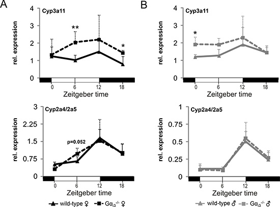 Transcript levels of the DBP target gene and cytochrome P450 family member Cyp3a11 are increased in the liver of G&#x03B1;i3-/- female mice.