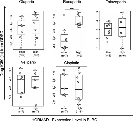 High HORMAD1 expression correlates with reduced PARP inhibitor sensitivity in basal-like breast cancer cell lines.