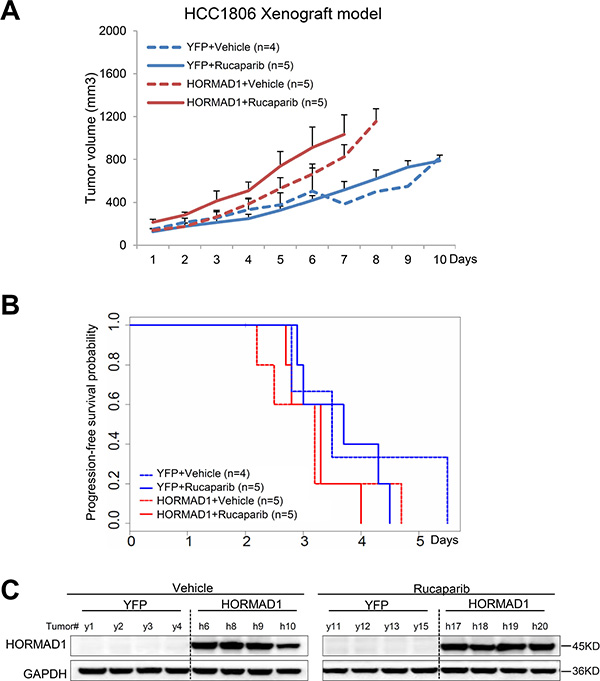 The HCC1806 xenograft model does not respond to Rucaparib, regardless of HORMAD1 overexpression, and overexpression of HORMAD1 moderately increases tumor growth independent of Rucaparib treatment.