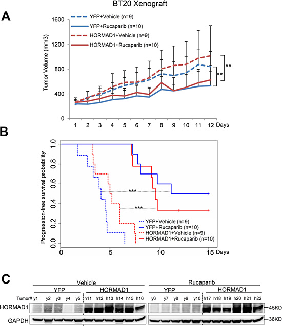 HORMAD1 overexpression does not change tumor growth rate or the effect of Rucaparib in the BT20 xenograft model.
