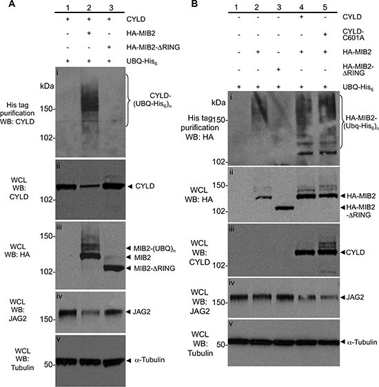 Characterisation of the ubiquitylation status and protein levels of CYLD and MIB2.