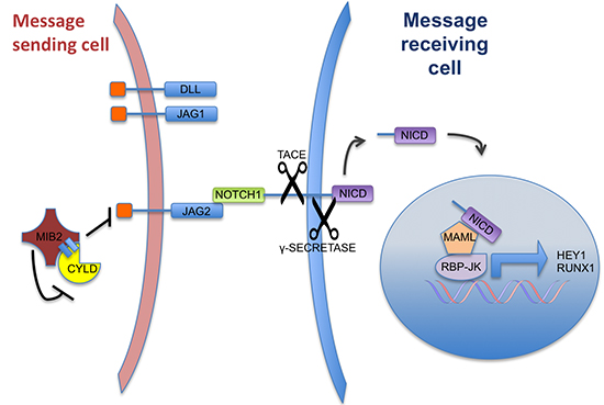 A schematic representation of Notch signalling and the suggested role of CYLD.