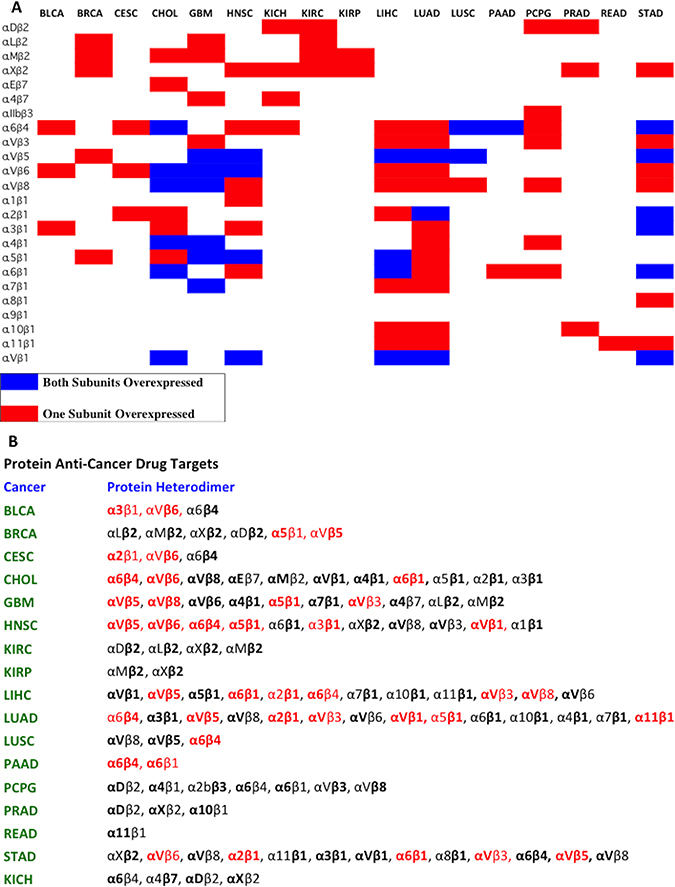 Pausible integrin heterodimers as cancer therapeutic targets.