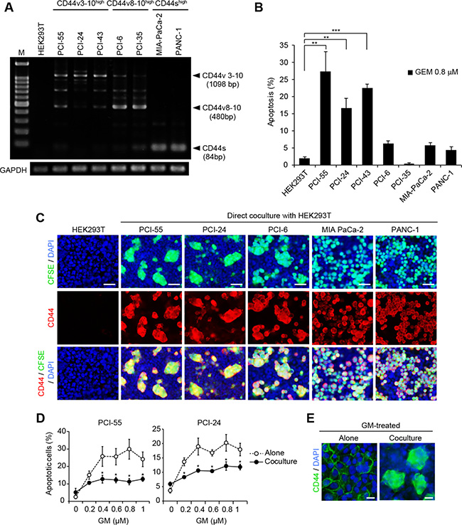 Direct coculture with HEK293T cells induces Ad-MCAs in CD44vhigh/CD44slow epithelial PDAC cells.