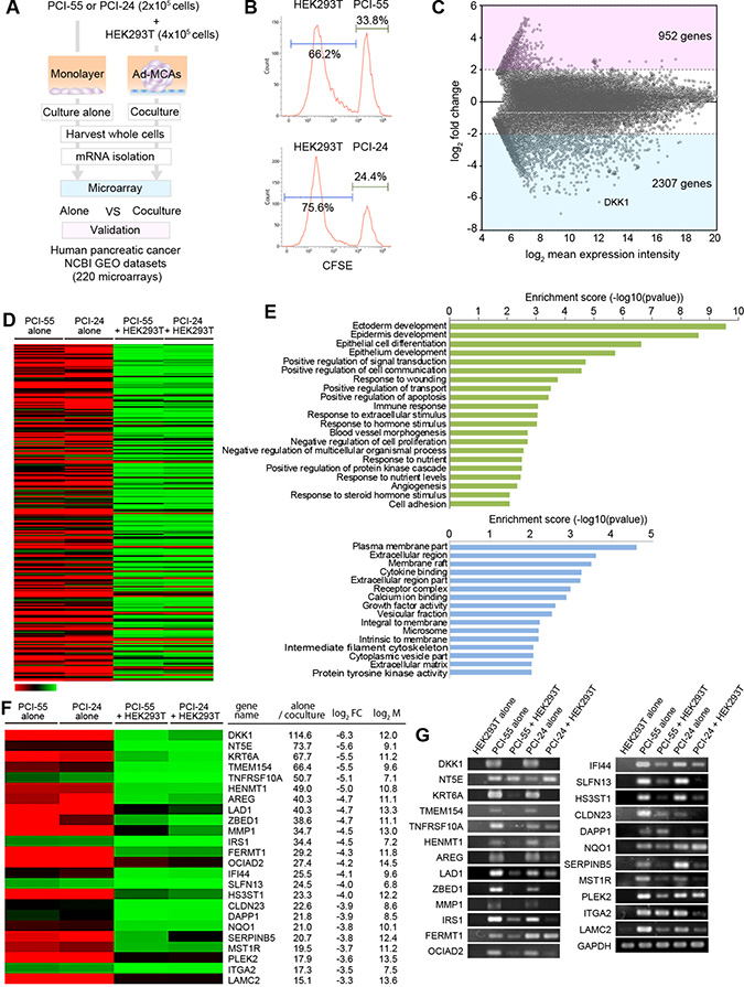 Comparison of transcriptomes between PDAC cells cultured alone and PDAC cells cocultured with HEK293T cells.