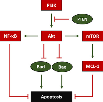 Regulation of Apoptosis in OS.