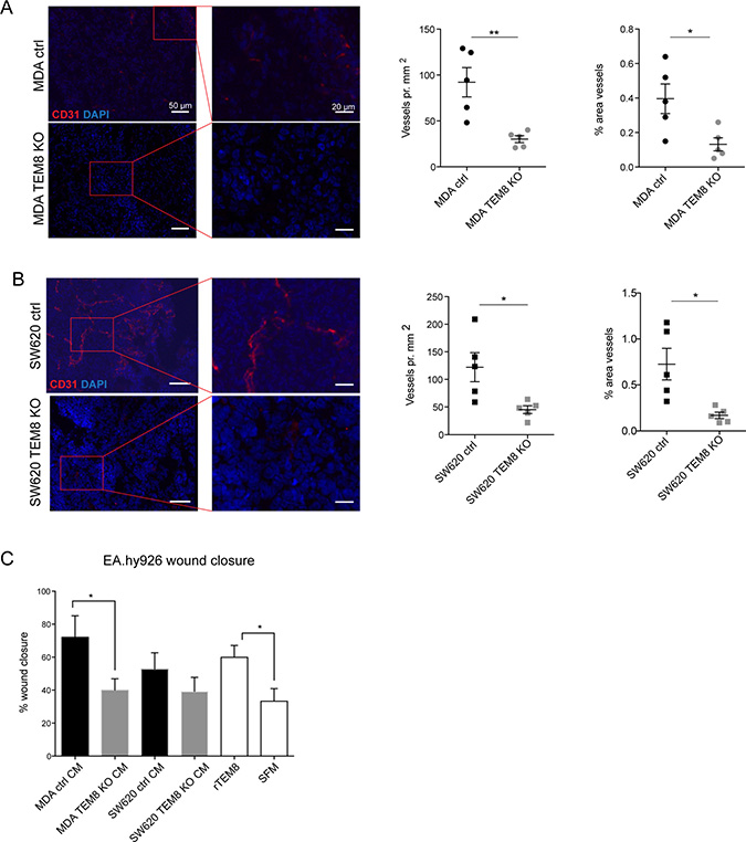 TEM8 promotes vessel formation in breast and colorectal tumors.
