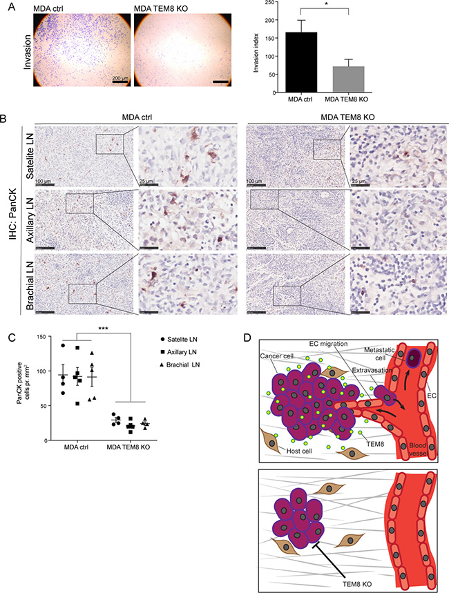 The knockout of TEM8 reduces lymph node metastasis.