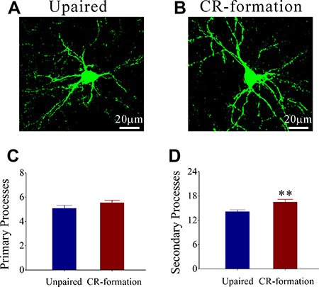 The secondary processes of GABAergic neurons in the barrel cortices increase after multisensory associative learning.