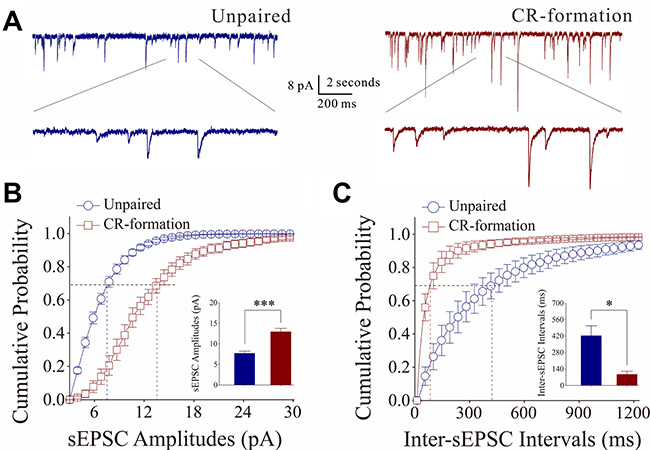 Excitatory synaptic transmission on barrel cortical GABAergic neurons increases after multisensory associative leaning.