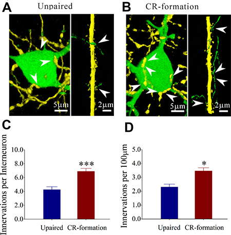Mutual innervation between excitatory and inhibitory neurons is upregulated after associative learning.
