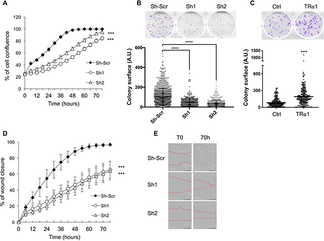 TR&#x03B1;1-dependent cell growth and migration in colorectal cancer cells.
