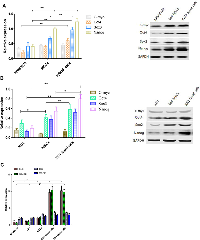 The expression of stemness genes and cytokines was analyzed before and after cell fusion.