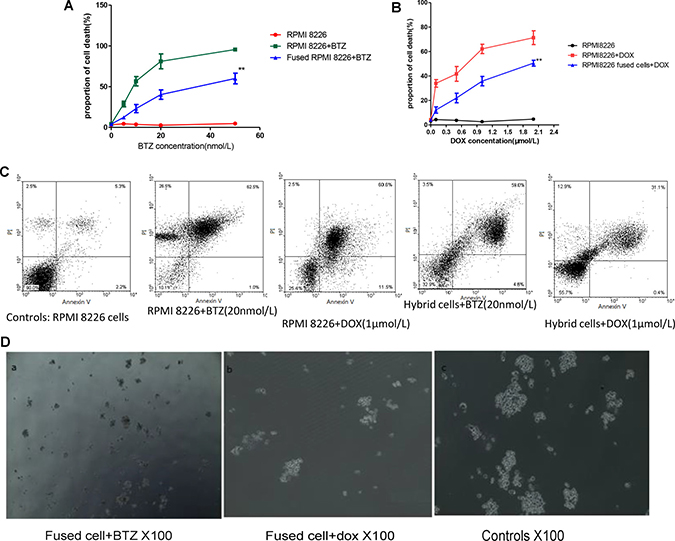 Cell fusion protected MM cells from apoptosis and promoted MM to chemoresistance.