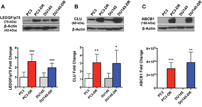 DTX-resistant PC3 and DU145 cell lines upregulate known markers of DTX resistance.