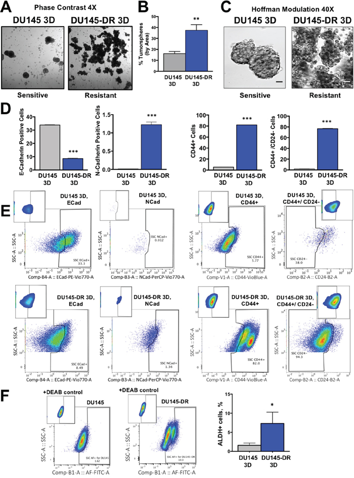 Tumorsphere formation capacity is higher in DTX-resistant DU145 cells compared to sensitive cells.