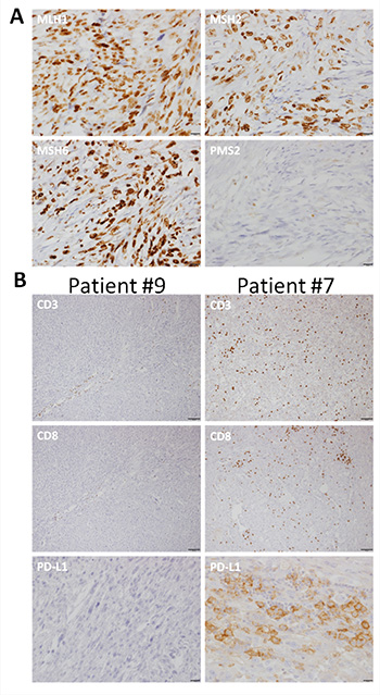 Representative photomicrographs of immunohistochemistry.