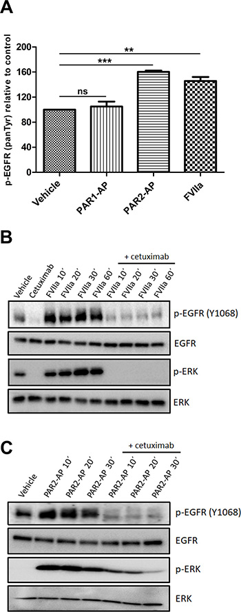 PAR2 transactivates the EGFR-ERK signaling pathway in CASKI cells.