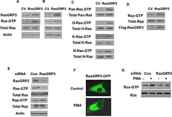 Effect of RasGRP3 on Ras and Rap1 activation.