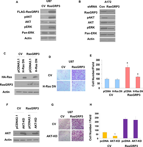 Roles of Ras and AKT activation in RasGRP3-induced glioma cell migration.