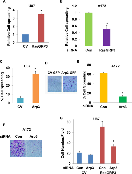 Arp3 plays a role in the effects of RasGRP3 on cell spreading and migration.