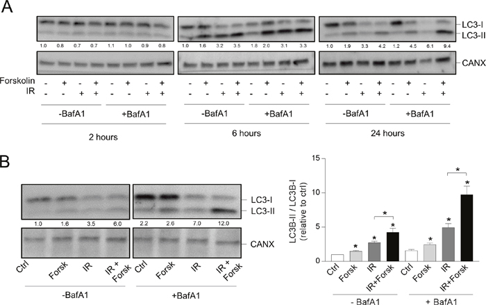 cAMP signaling enhances the DNA damage-induced LC3-II/LC3-I ratio.