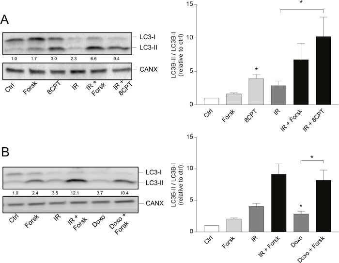 PKA- and doxorubicin-mediated autophagy.