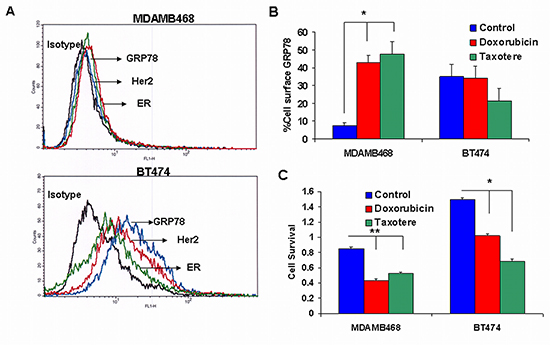 GRP78 expression: Comparison between MDAMB468 and BT474 breast cancer cell lines.