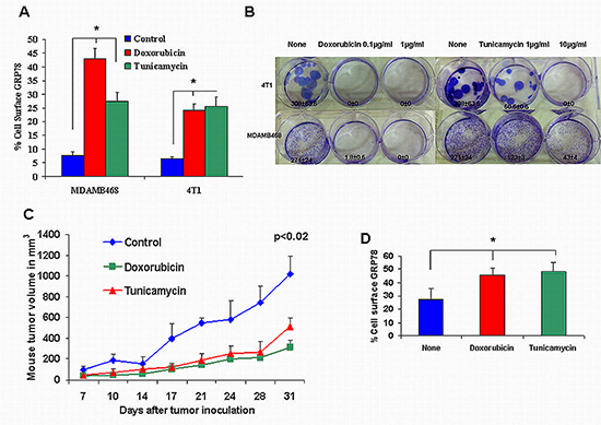 Tumorigenic effect of doxorubicin and tunicamycin on cell surface GRP78 negative cell lines.