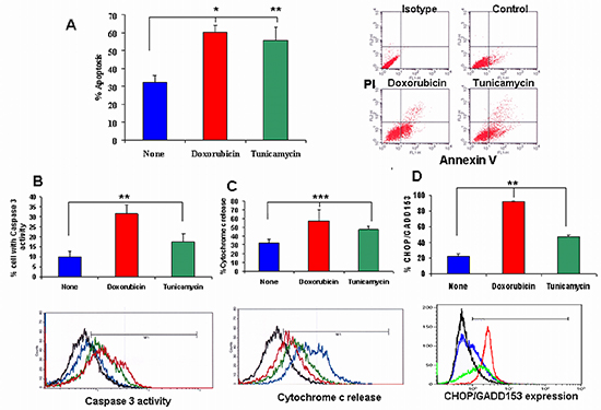 The effect of doxorubicin and tunicamycin on apoptosis.