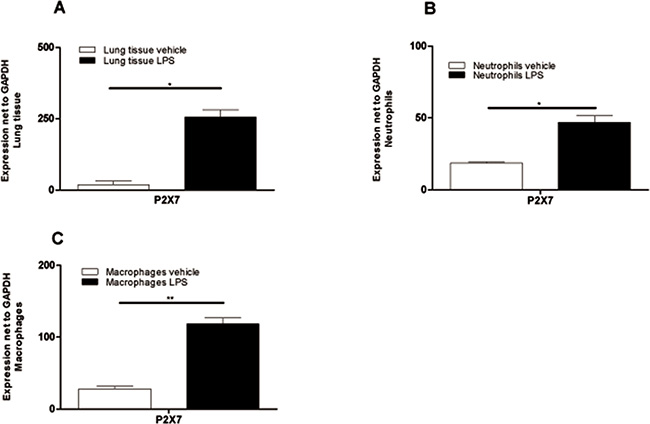Significant upregulation of P2X7R-expression in lung tissue and BALF cells after LPS exposure.
